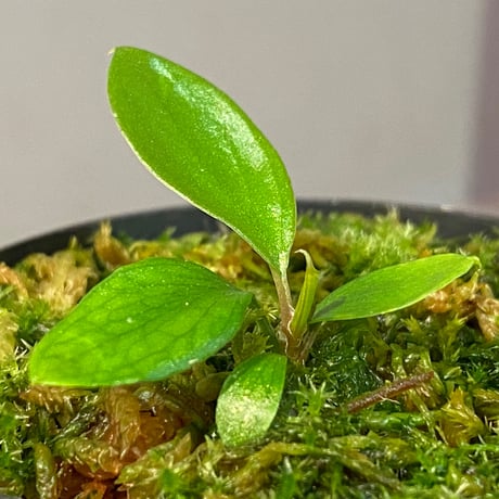 Homalomena sp. "Aceh selatan" Aceh Sumatra [TB]