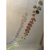 Columnea microphylla