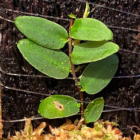 Marcgravia sp. from Colombia [LA0316-03]