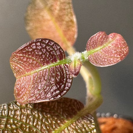 Ophiorrizha sp. from Kapuas hulu West Kalimantan