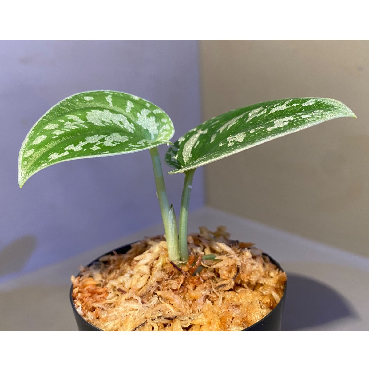 Scindapsus sp. from Kalimantan barat | M・R・G・R Scindapsus sp. from Kalimantan barat | M・R・G・R