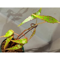 Begonia amphioxus