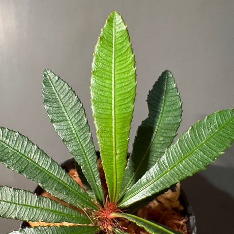 Sauvagesia serrata from West Kalimantan ②
