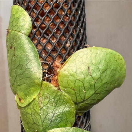Microsorum linguiforme from South sumatera