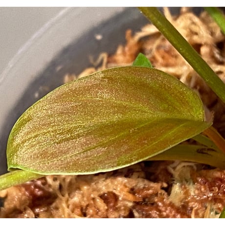 Homalomena sp. from Sekadau [LA0412-00-wf1]