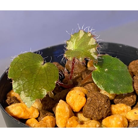 Begonia cf. ferox from Cao Bang [YH040519BK] TK