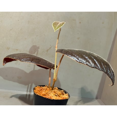 Pterisanthes sp. from Sabah [R0516-01]