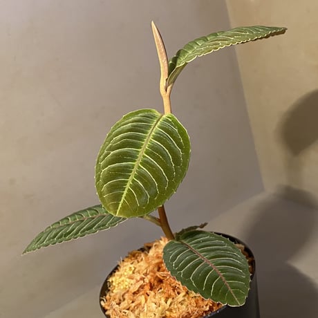 Labisia sp. from Riau sumatera
