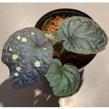 Begonia sp. from Tuyen Quang [YH1117] TK