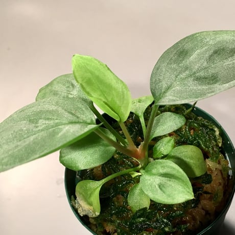 Homalomena sp. Emerald Silver x？ from Kepulaun Riau wf1