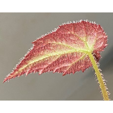 Begonia sp. from Sumatera Utara [HW0816-01]