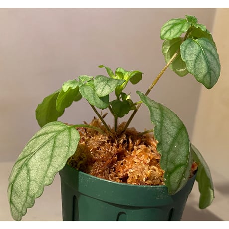 Hemigraphis reptans from Mindanao [KSB]