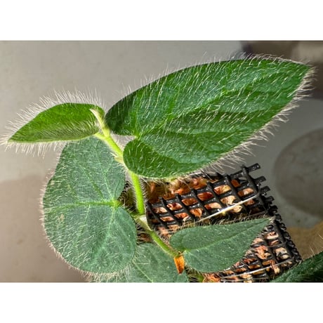 Ficus sp. from Selangor