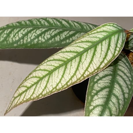 Ardisia sp. from Bukittinggi