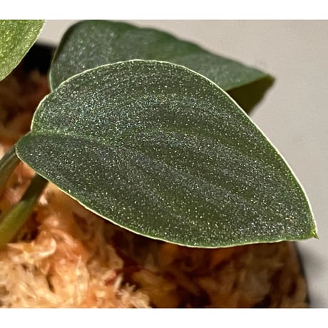 Homalomena sp. from Sumatera Utara [LA0318-01]