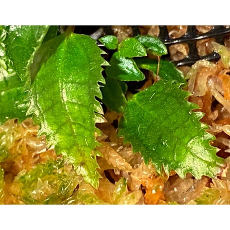 Unknown from Bahia Solano Colombia [tanakay]