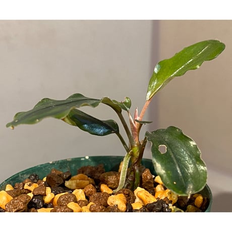 Bucephalandra sp. "Metallic dark purple"
