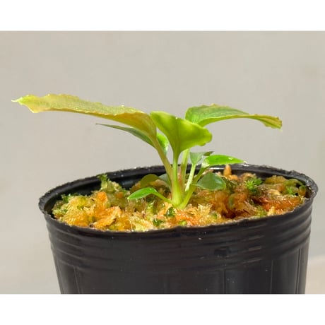 Homalomena sp. "Red" from Bogor
