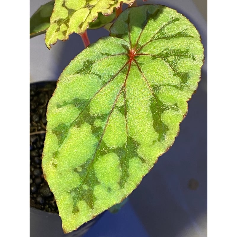 Begonia chlorosticta (Green) from Borneo Sarawa