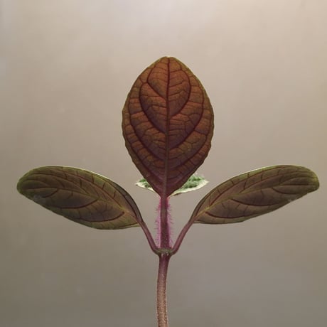 Cosmianthemum bullatum [LA0515-02]
