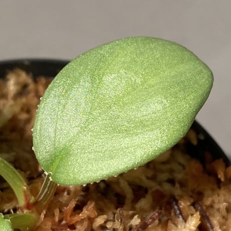 Homalomena sp. from Sumatera Utara [LA0722-02]
