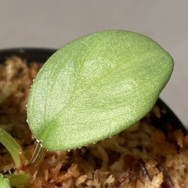 Homalomena sp. from Sumatera Utara [LA0722-02]