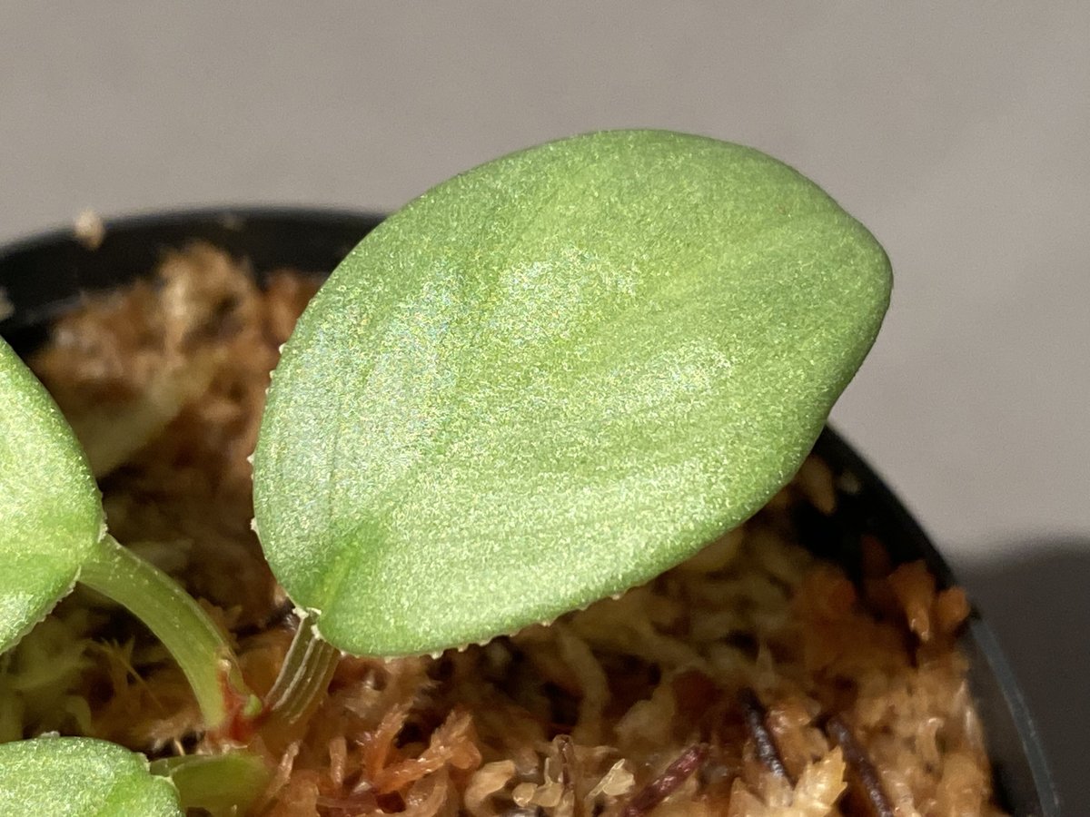 Homalomena sp. from Sumatera Utara [LA0722-02]