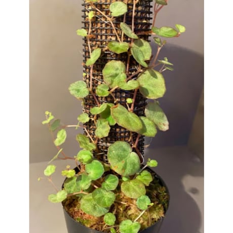 Begonia lichenora (sp.Mini) from Kalimantan Sarawak border [LA]
