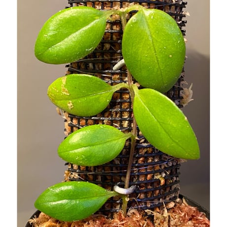 Aeschynanthus sp. from South Sulawesi [STRINGE PLANTS]