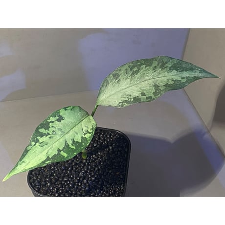 Aglaonema pictum A "しるば〜らいん" from Aceh sumatera [LA1218-01b]