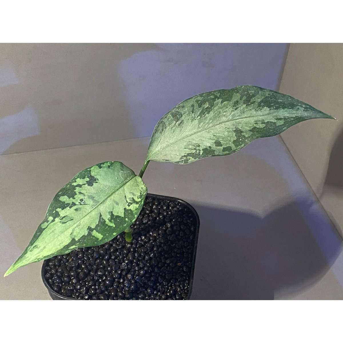 Aglaonema pictum A Aglaonema pictum A