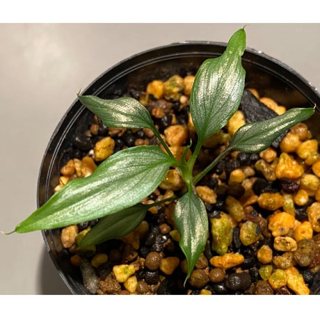 Homalomena sp. White leaf from "Pendang" Kal tengah [TB]