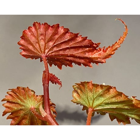 Begonia gracilicyma from Sumatra Barat [TB]