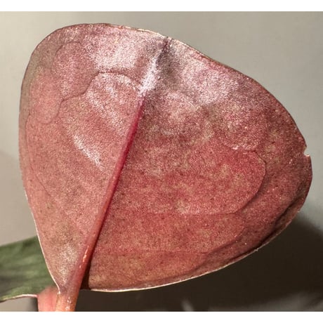 Ardisia sp. from Kapuas fulu West Kalimantan