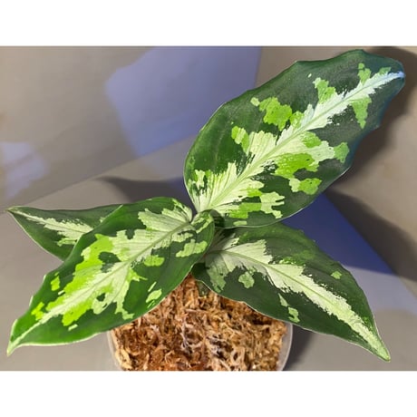 Aglaonema pictum  "メサイア" GW1507 from Padang sidempuan [TB]