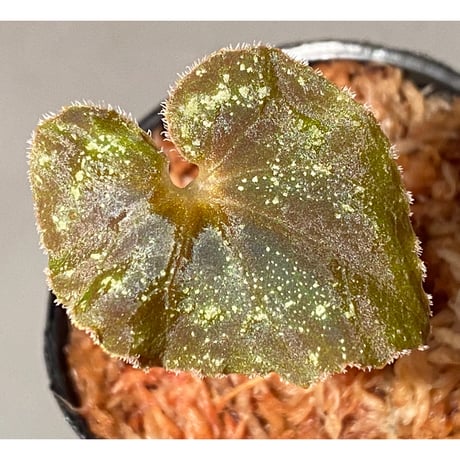 Begonia cf. curtisii from Krabi Thailand
