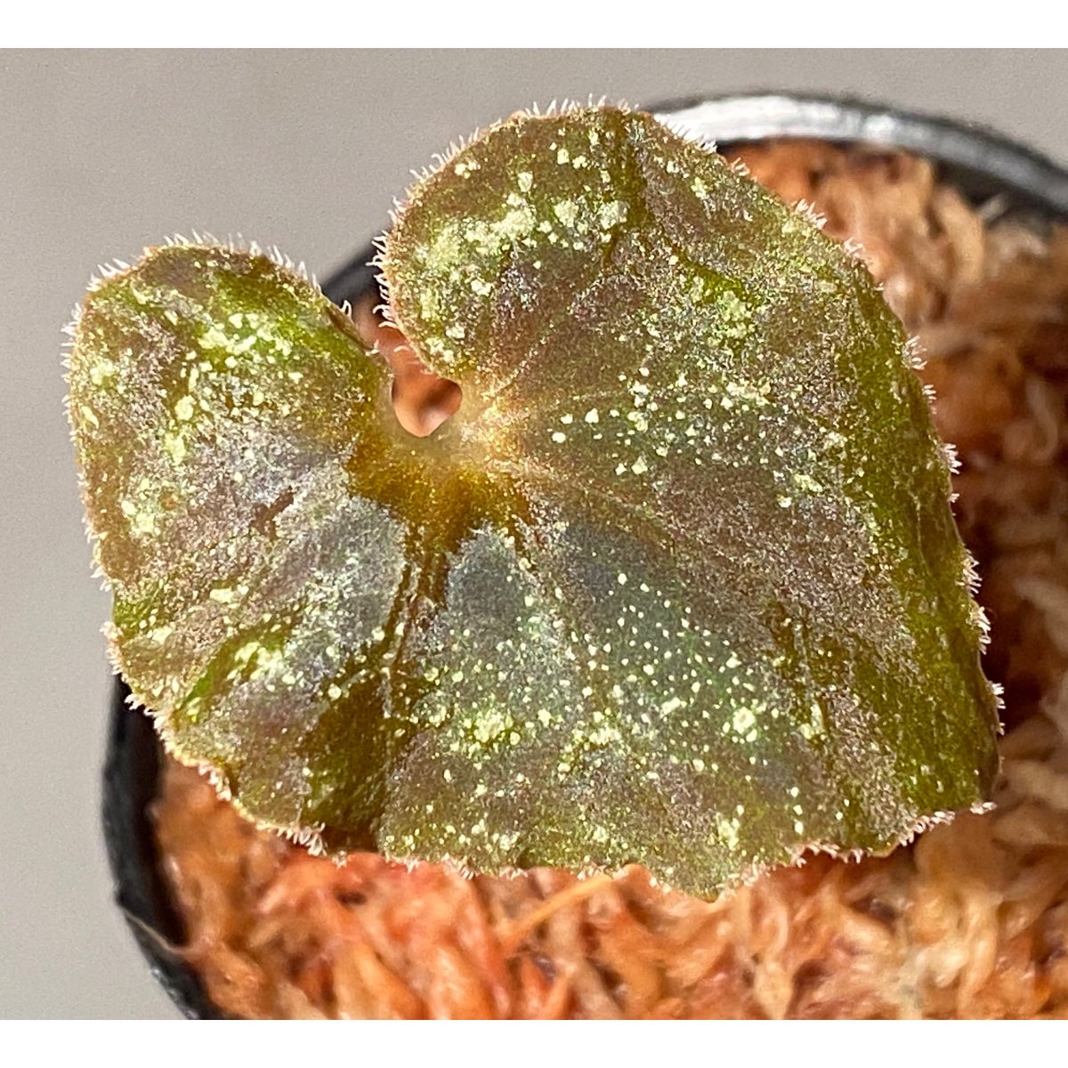 専用❣️超希少Begonia cf. curtisii 銀河ベゴニア 原種　増殖株 Begonia cf. curtisii from Krabi Thailand | M・R・G・R