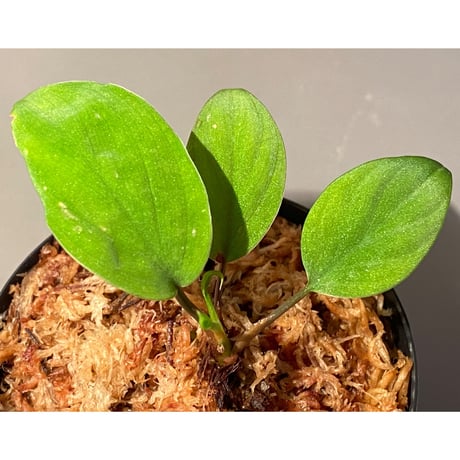 Homalomena sp. from Ranau [TK210217]