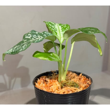 Schismatoglottis Rongisupata from West Kalimantan [KN]