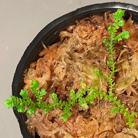 Selaginella sp. from Prachuap Khiri Khan Thailand