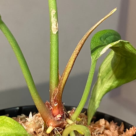 (タグ付き) Homalomena sp. "蛟" from Sumatera Utara [LA0318-02]