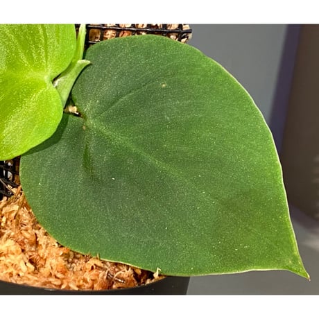 Philodendron sp. from Iquitos Peru [tanakay] ①