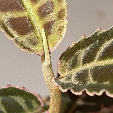 Emblemantha urnulata (Labisia sp.) from Riau sumatera [LA0815-01]