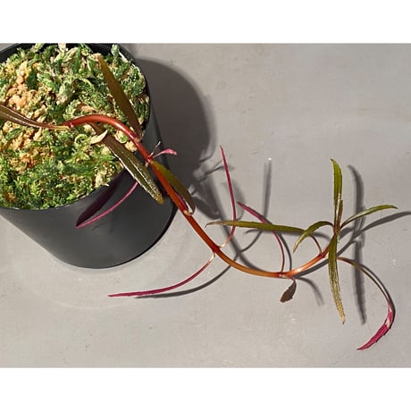 Sonerila linearis from Kedah Malaysia [LA0717-02]