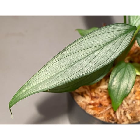 Homalomena sp. White leaf from "Pendang" Kal tengah [TB]