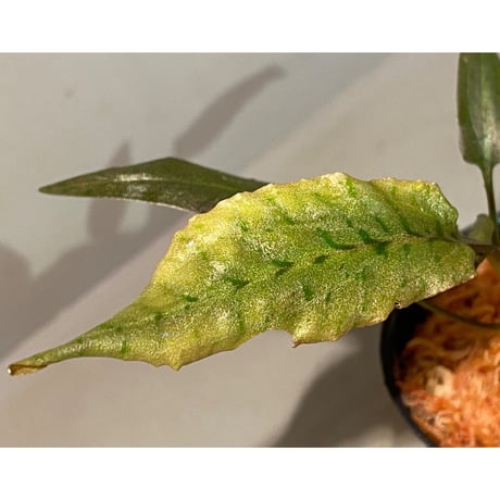 Cryptocoryne xagusii [TB]