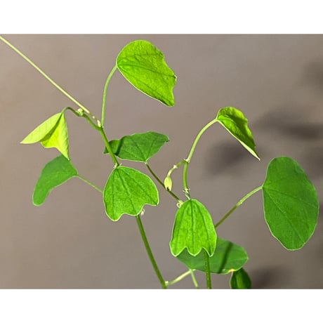 Passiflora apetala from Costa Rica