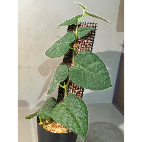 Ficus sp. from Selangor