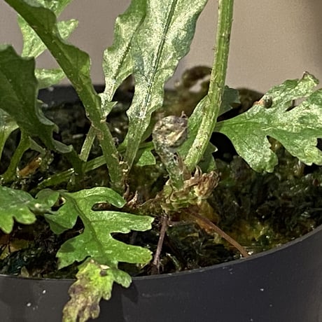 Microsorum sp. Short Dragon Tail