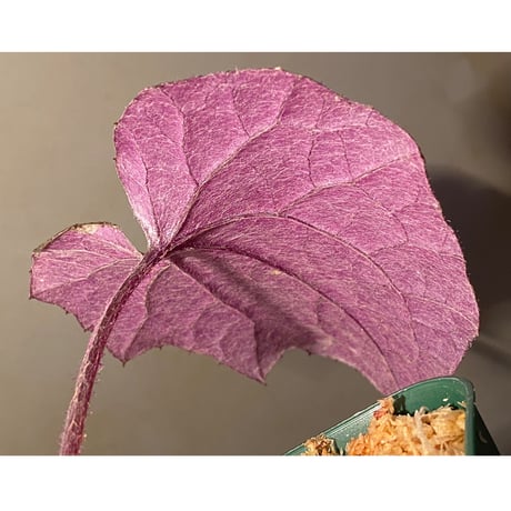 不明種 from Cao Bang VIETNAM [R1217-02]